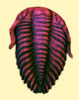 Trilobit Fossil